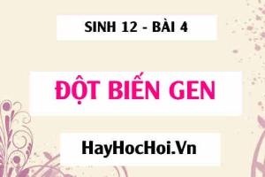 Đột biến gen là gì? Có mấy dạng đột biết gen? Nguyên nhân, cơ chế phát sinh đột biến gen, hậu quả và ý nghĩa - Sinh 12 bài 4